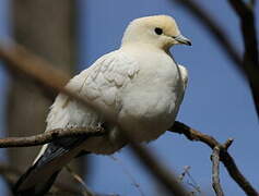 Pied Imperial Pigeon