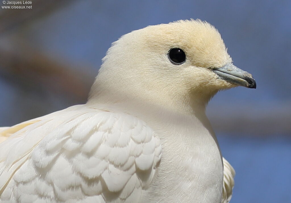 Pied Imperial Pigeon