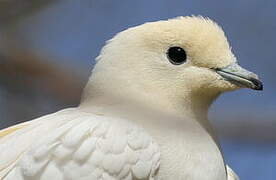 Pied Imperial Pigeon