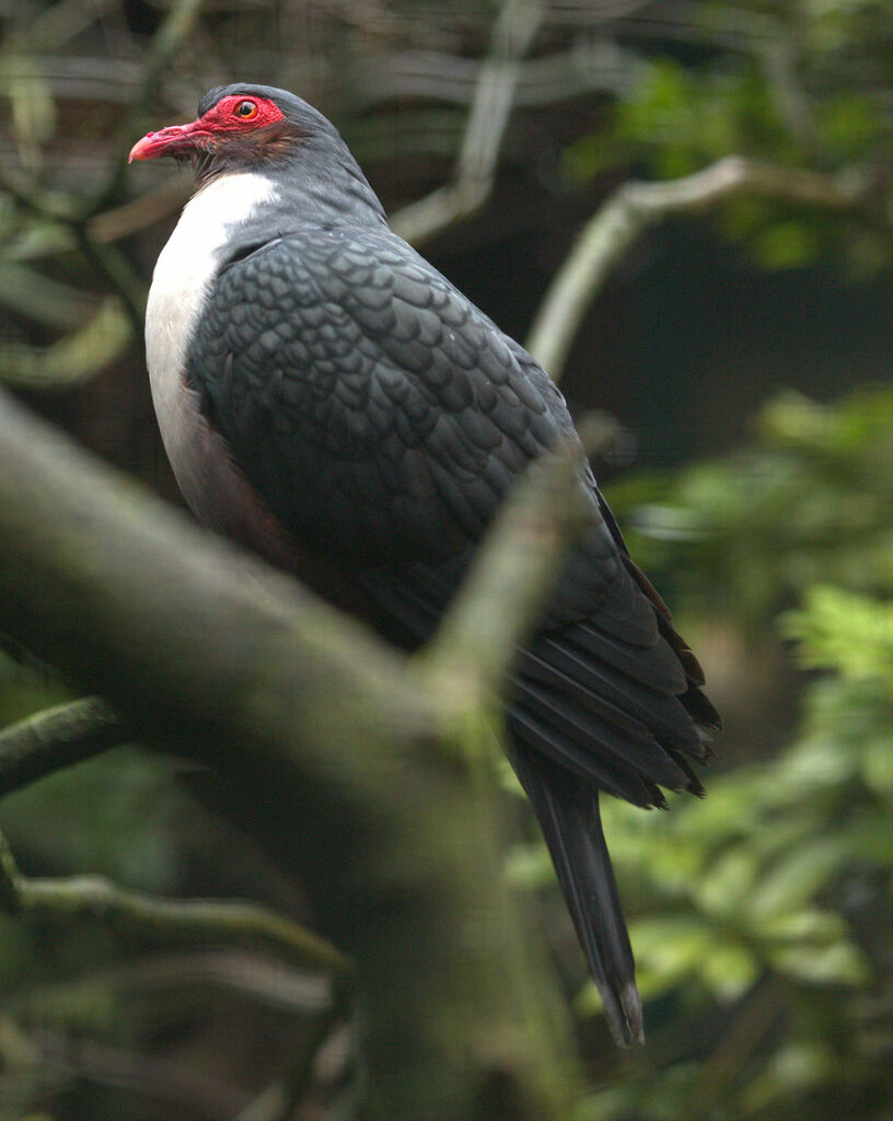 Papuan Mountain Pigeon