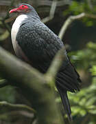 Papuan Mountain Pigeon