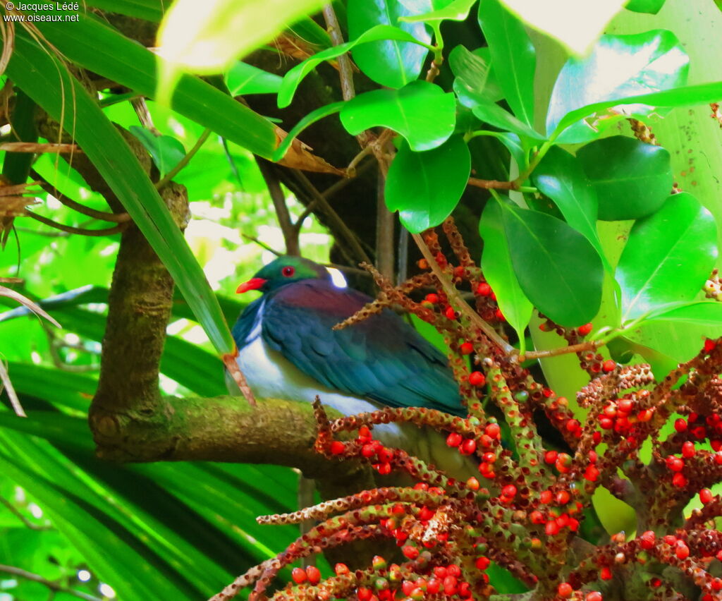 New Zealand Pigeon