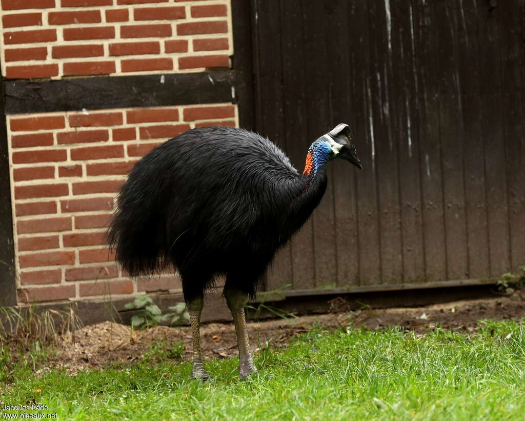 Dwarf Cassowaryadult, identification