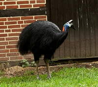 Dwarf Cassowary