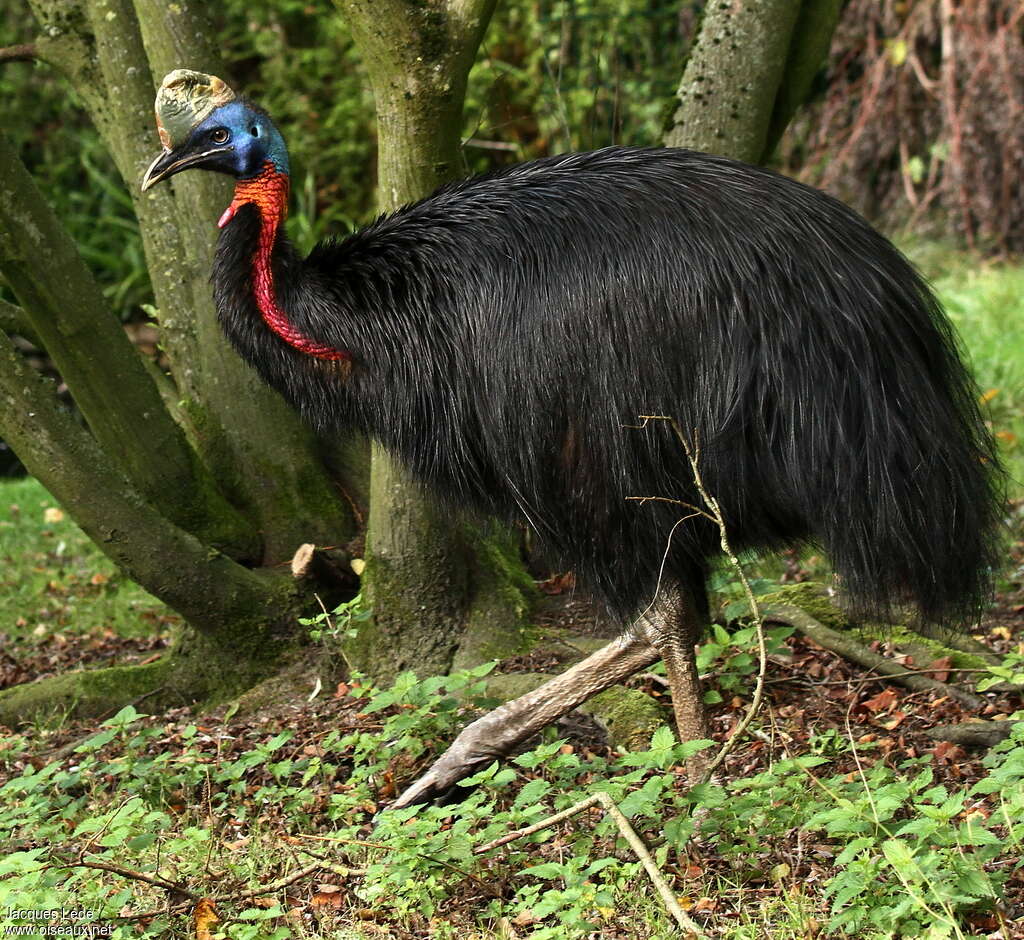 Northern Cassowaryadult, identification