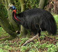 Northern Cassowary