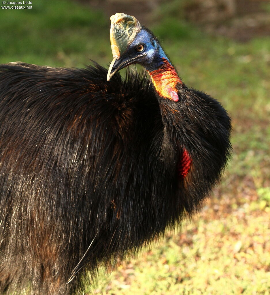 Northern Cassowary