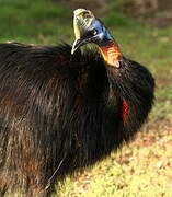 Northern Cassowary