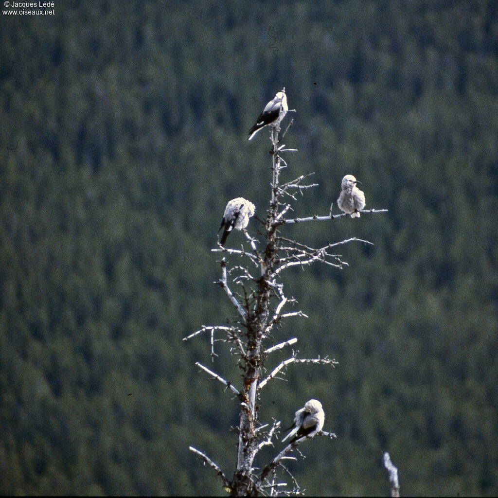 Clark's Nutcracker