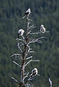 Clark's Nutcracker