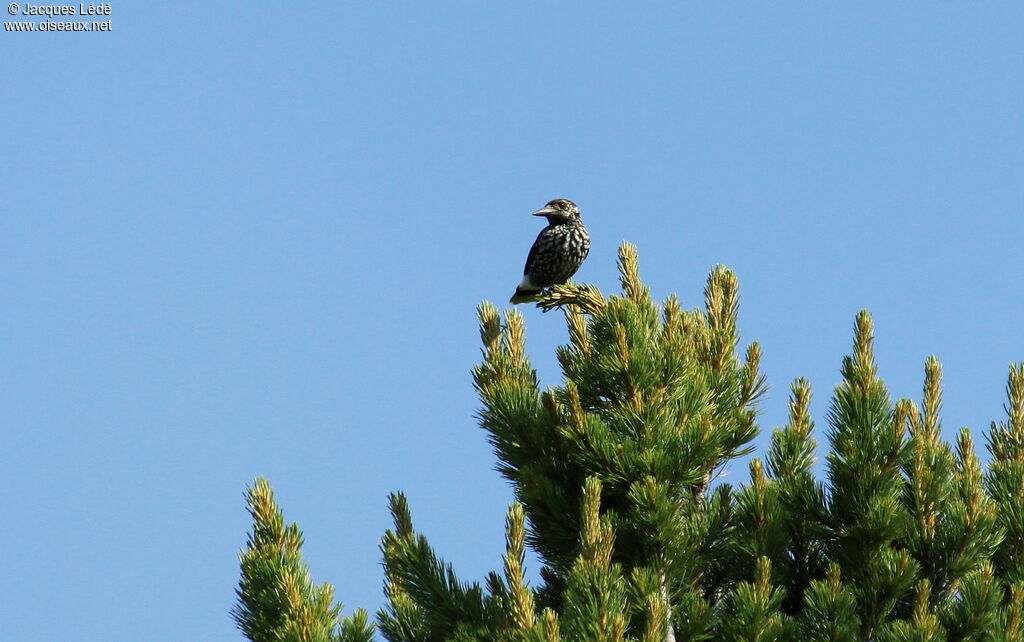 Spotted Nutcracker