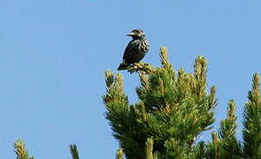 Spotted Nutcracker