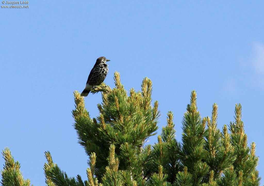 Spotted Nutcracker