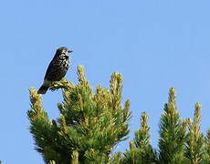 Spotted Nutcracker