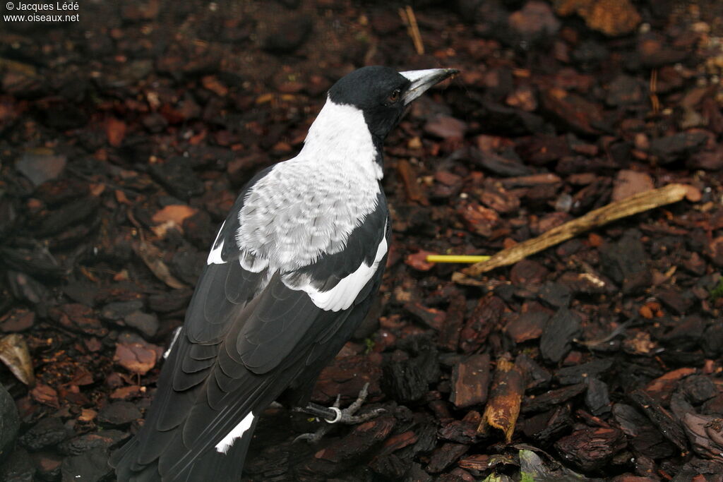 Australian Magpie