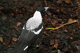 Australian Magpie