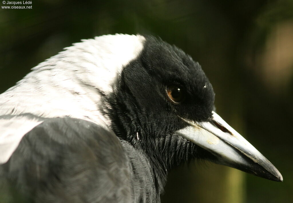 Australian Magpie