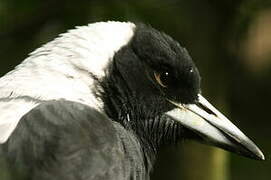 Australian Magpie