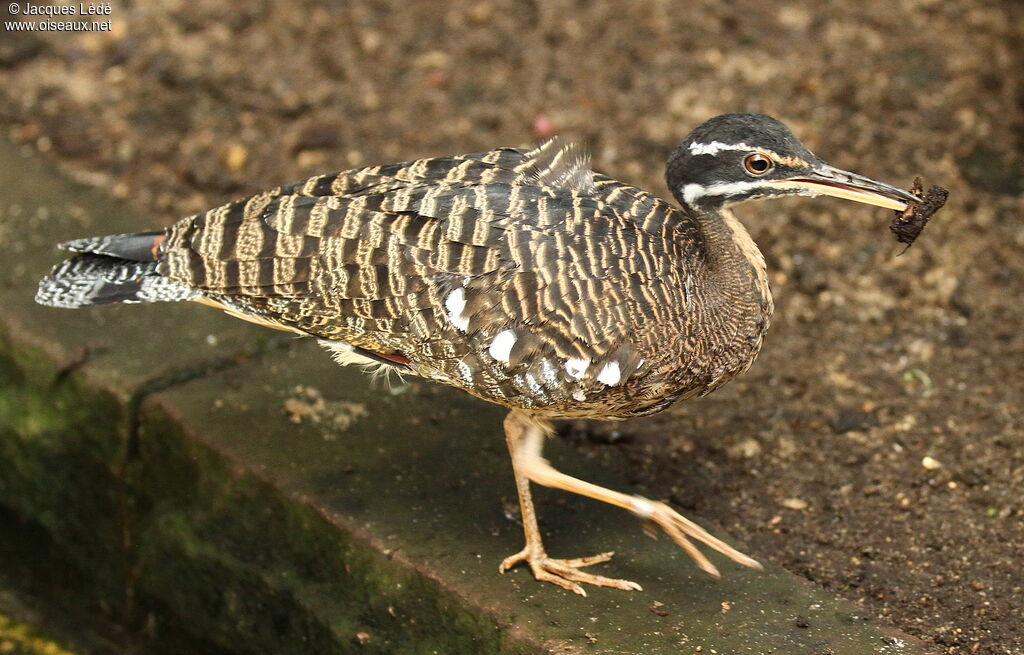 Sunbittern