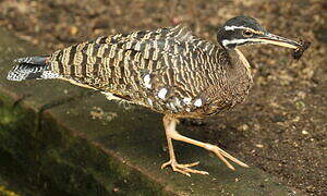 Sunbittern