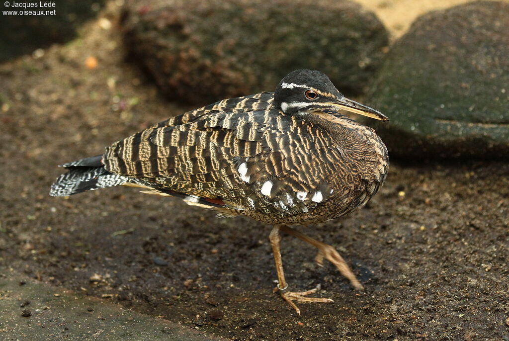 Sunbittern