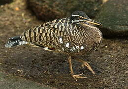 Sunbittern