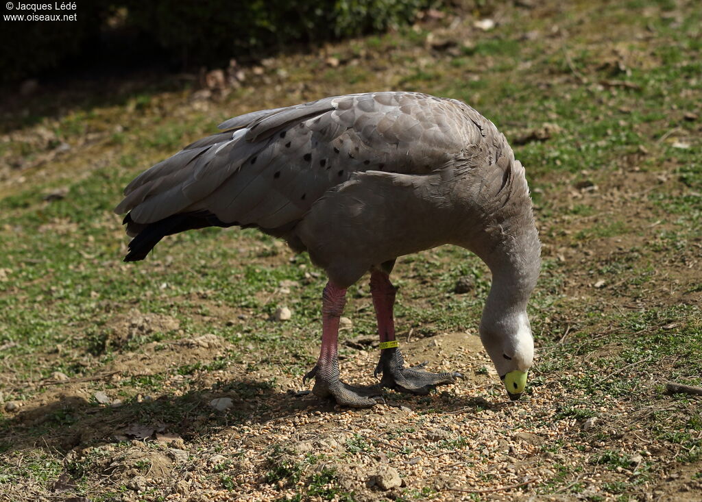 Cape Barren Goose