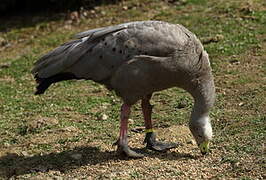 Cape Barren Goose