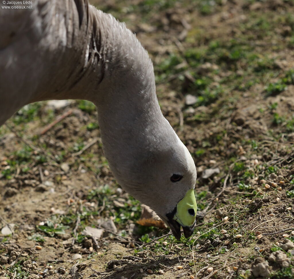 Cape Barren Goose