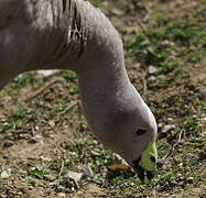 Cape Barren Goose