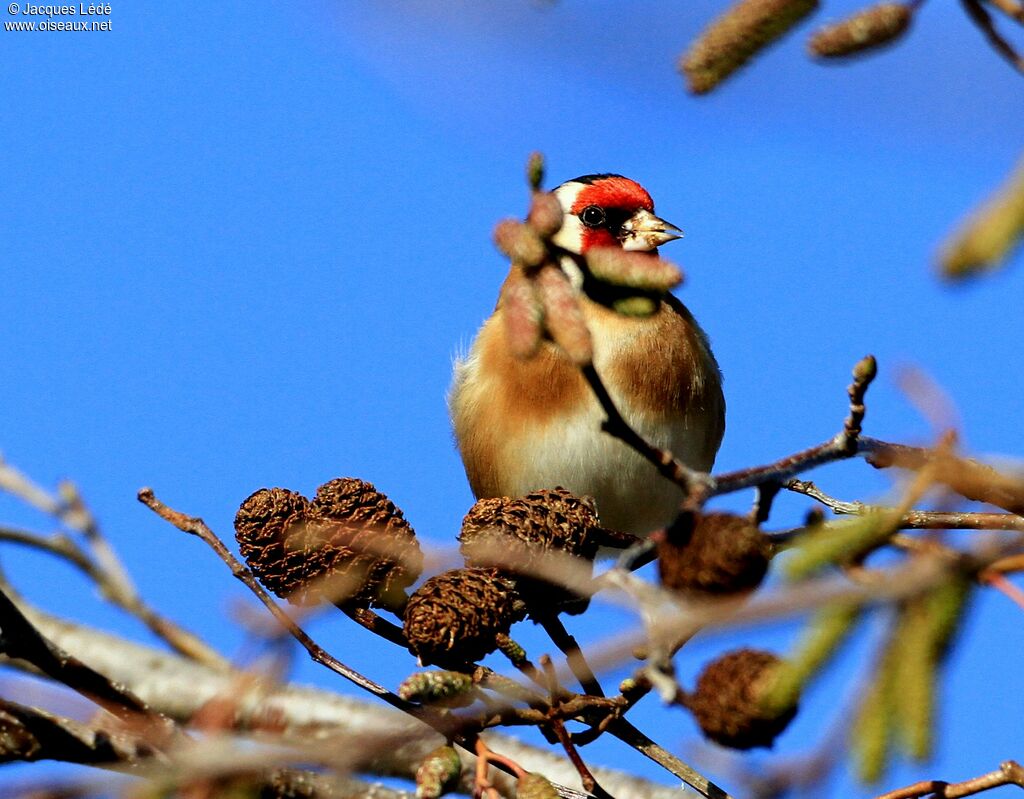 European Goldfinch