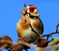 European Goldfinch