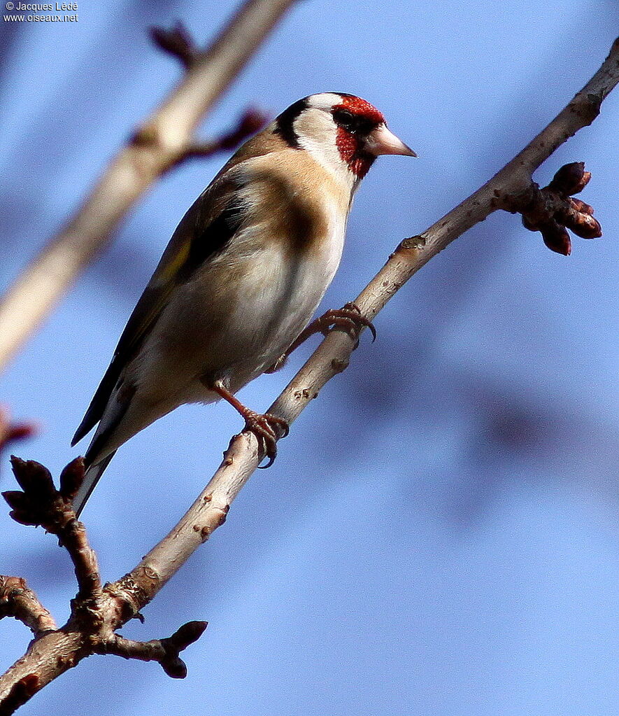 European Goldfinch