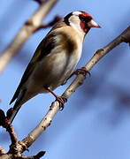 European Goldfinch