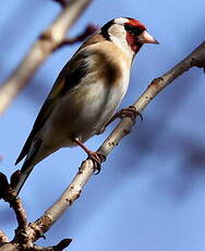 Chardonneret élégant