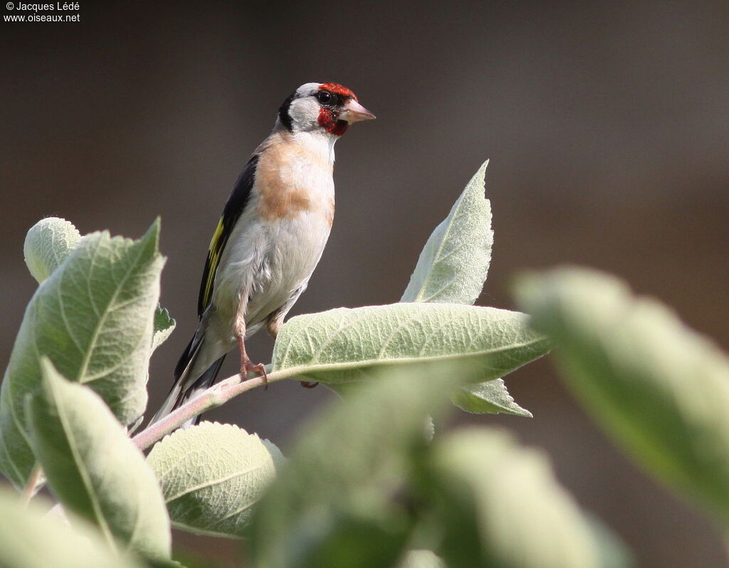 European Goldfinch