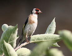 European Goldfinch