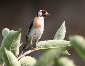 Chardonneret élégant