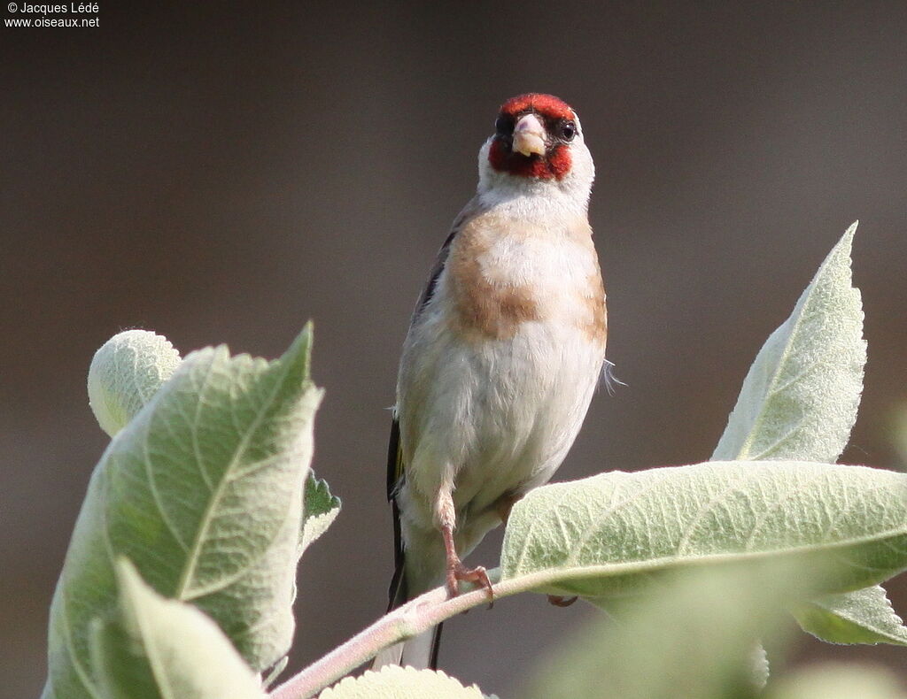 European Goldfinch