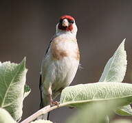 European Goldfinch