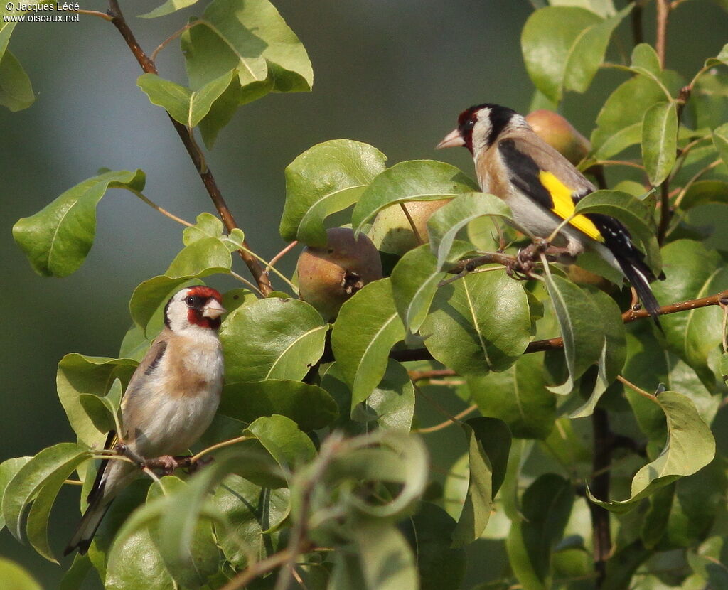 European Goldfinch