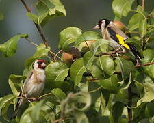 European Goldfinch