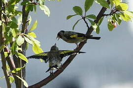 European Goldfinch