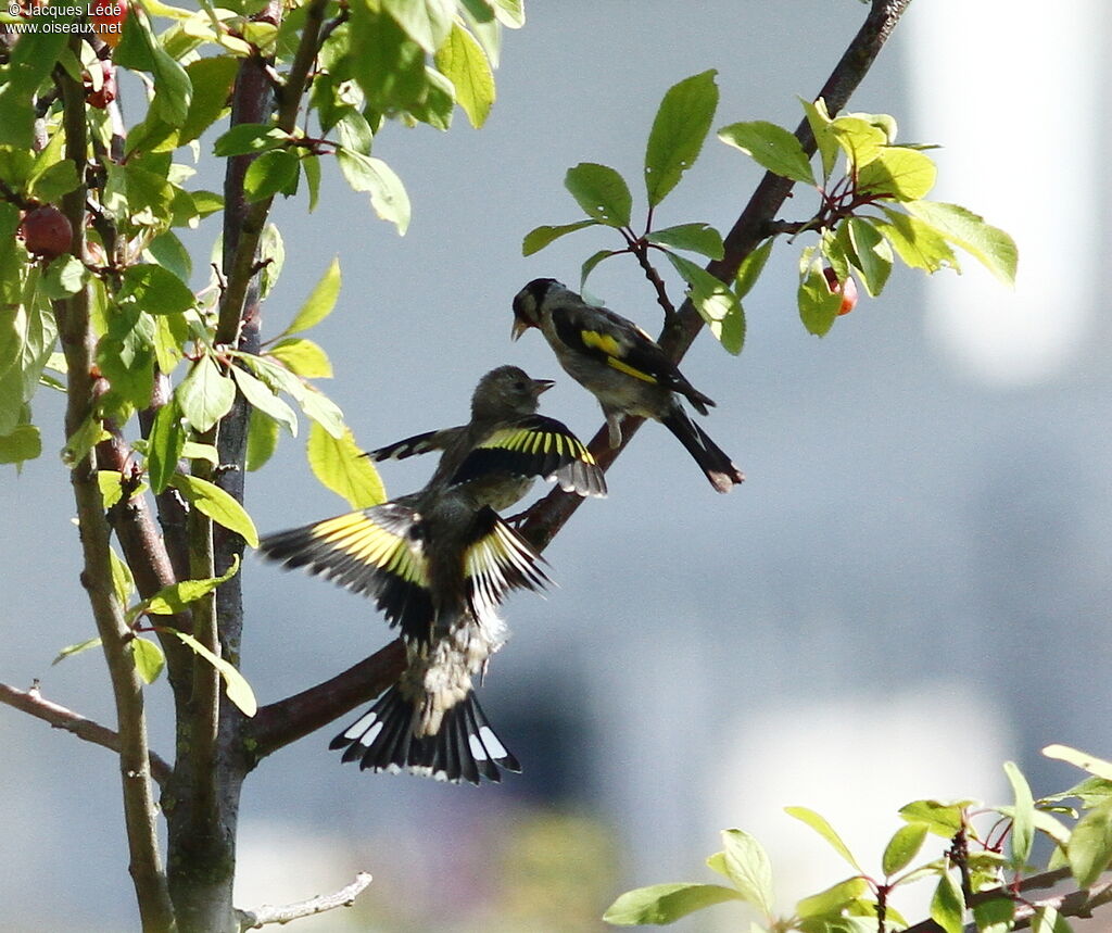 European Goldfinch