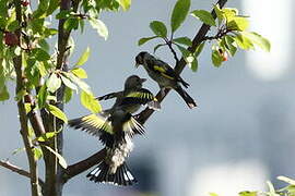 European Goldfinch