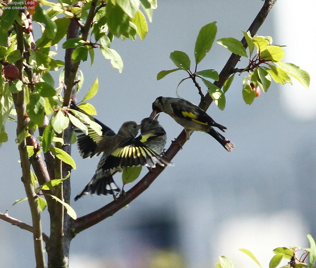 European Goldfinch