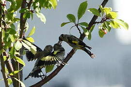 European Goldfinch