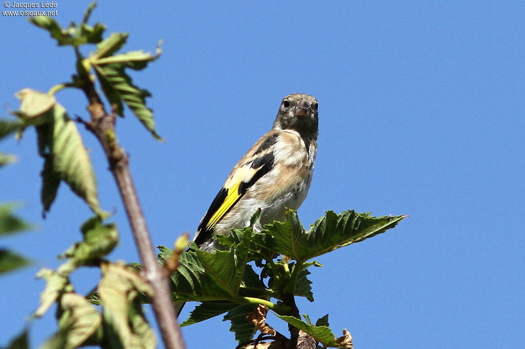 Chardonneret élégant