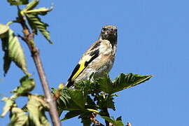 European Goldfinch