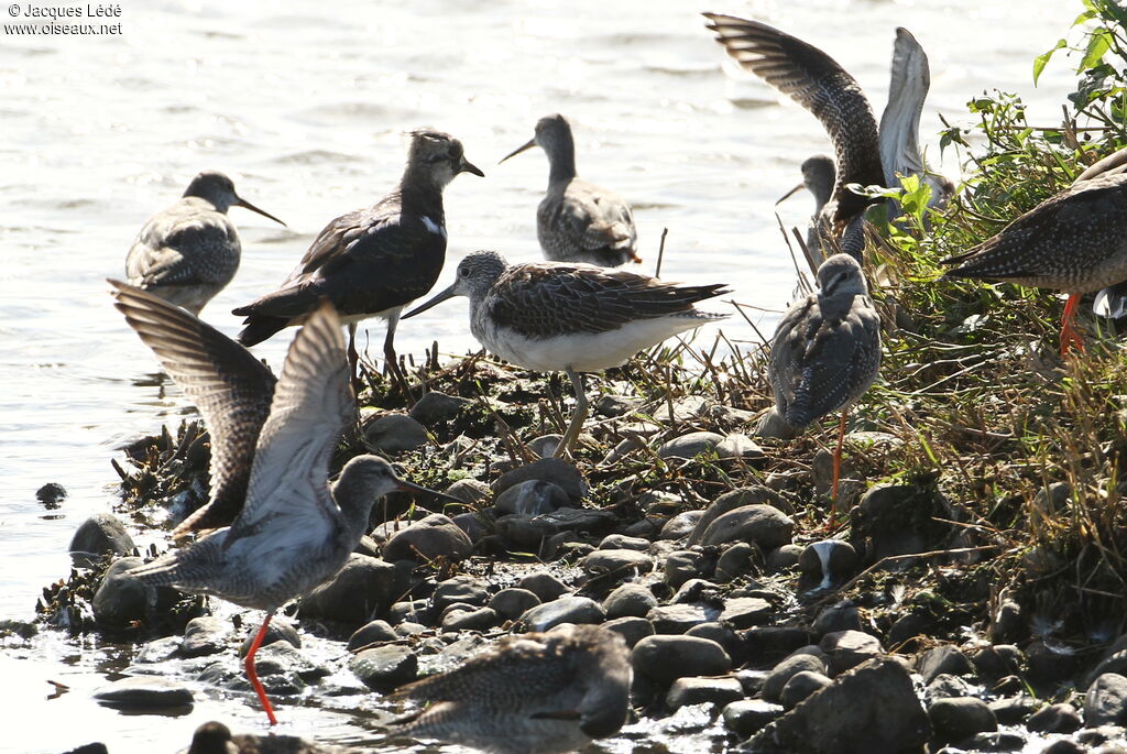 Common Greenshank